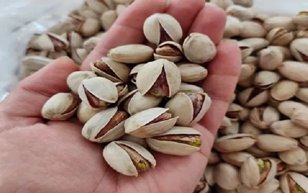 خرید پسته کله قوچی کرمان + قیمت عالی با کیفیت تضمینی